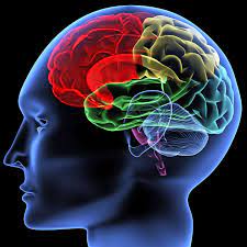 Brain